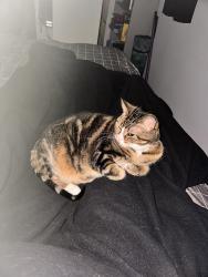 Lost Male Cat last seen Muskoka Rd 3 N & Earls Rd / Spruce Glen Rd, Huntsville, ON P1H 1E1
