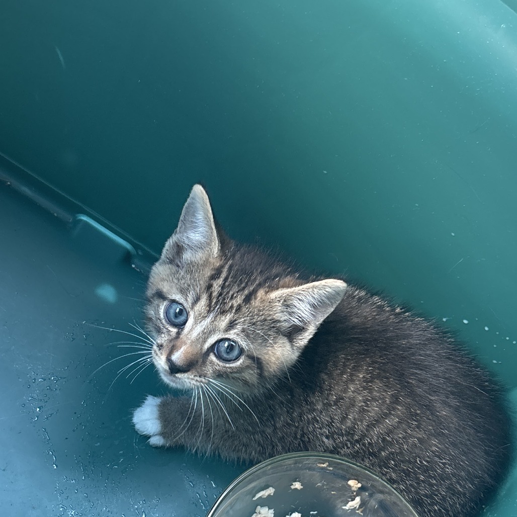 Shelter Stray Male Cat last seen , 980 Guilford College Rd, Greensboro, NC 27409, USA