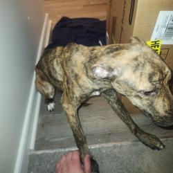 Shelter Stray Female Dog last seen , 980 Guilford College Rd, Greensboro, NC 27409, USA