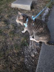 Lost Female Cat last seen Holiday In Express Shallowford Rd, Chattanooga, TN 37421