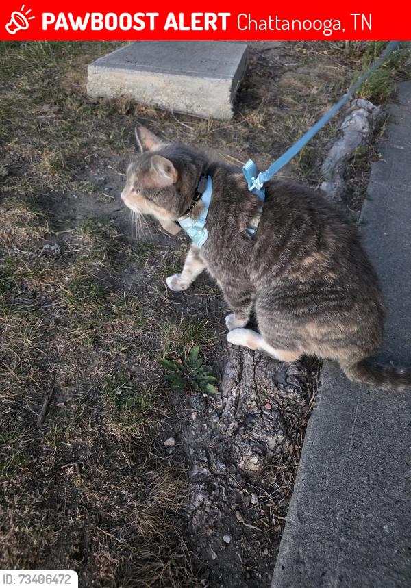 Lost Female Cat last seen Holiday In Express Shallowford Rd, Chattanooga, TN 37421