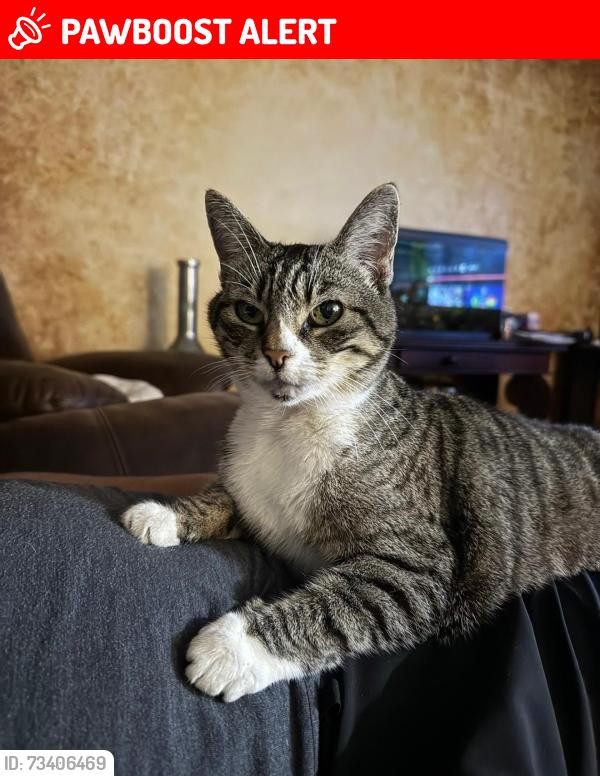 Lost Female Cat last seen Hacienda Dr, Huntington Beach, CA, Huntington Beach, CA 92647