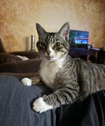 Lost Female Cat last seen Hacienda Dr, Huntington Beach, CA, Huntington Beach, CA 92647