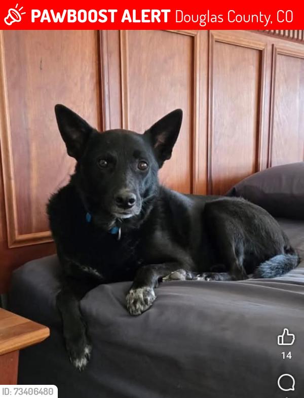 Lost Male Dog last seen Daley circle and Flintwood parker Colorado, Douglas County, CO 80134