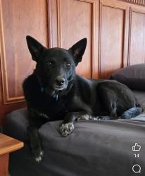 Lost Male Dog last seen Daley circle and Flintwood parker Colorado, Douglas County, CO 80134