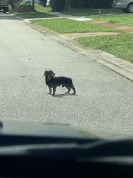 Found/Stray Male Dog last seen Near Croton and Woodbury Rd, Melbourne, FL 32935