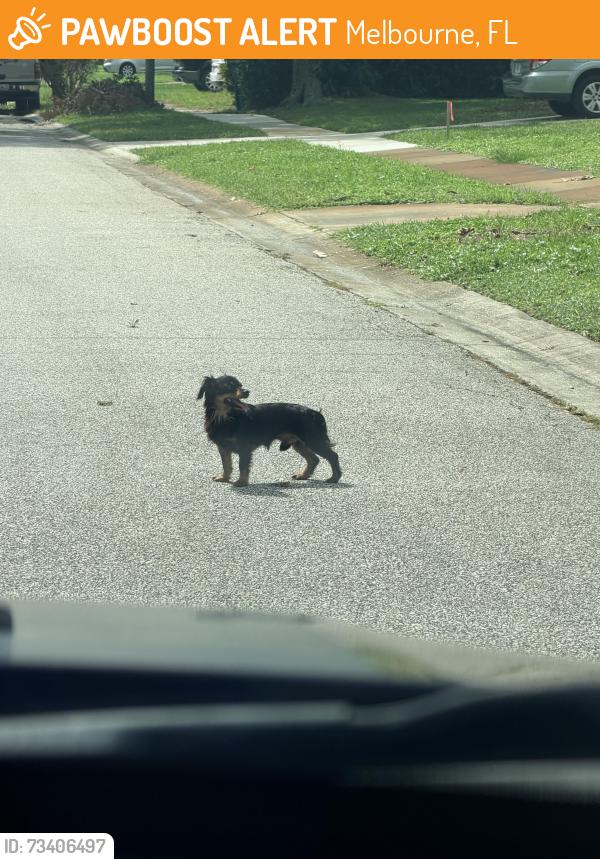 Found/Stray Male Dog last seen Near Croton and Woodbury Rd, Melbourne, FL 32935