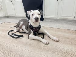Found/Stray Female Dog last seen Piedmont Drive and Piedmont Avenue, Highland, CA 92346