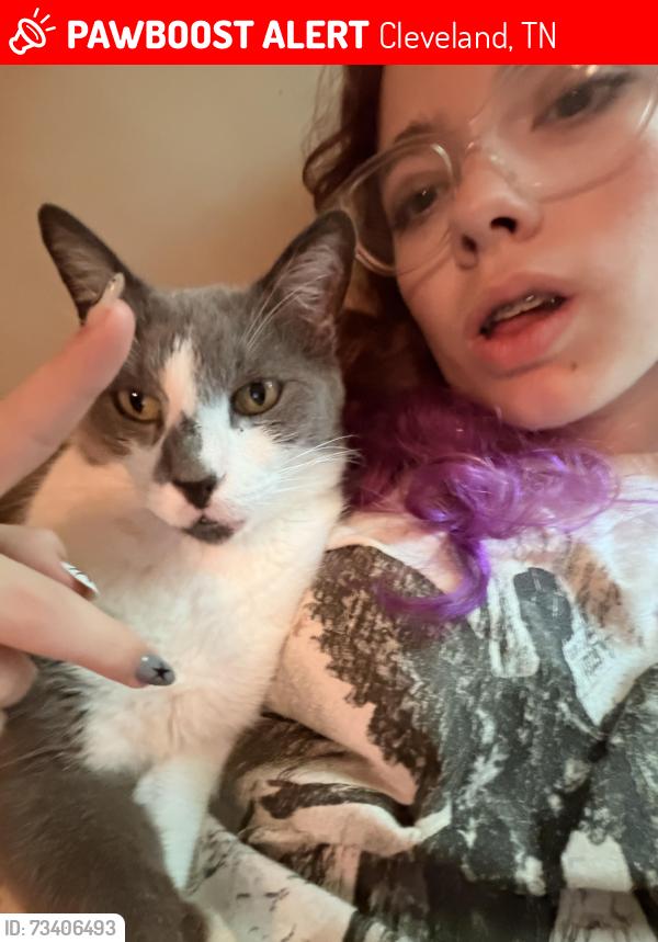 Lost Male Cat last seen The Scrap yard, Grit hse, Cleveland, TN 37311