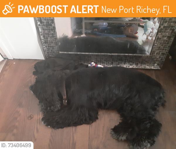 Found/Stray Female Dog last seen School road and Maplewood dr, New Port Richey, FL 34653