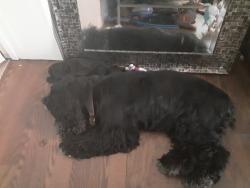 Found/Stray Female Dog last seen School road and Maplewood dr, New Port Richey, FL 34653