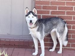 Found/Stray Unknown Dog last seen Flora Alba & Jean Louise St, El Paso, TX 79928