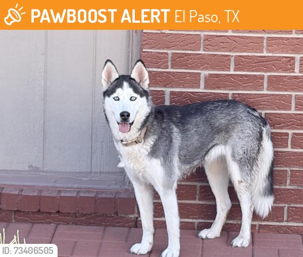 Found/Stray Unknown Dog last seen Flora Alba & Jean Louise St, El Paso, TX 79928