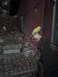 Found/Stray Unknown Bird last seen Berkeley Ave & Coronado, Los Angeles, CA 90026