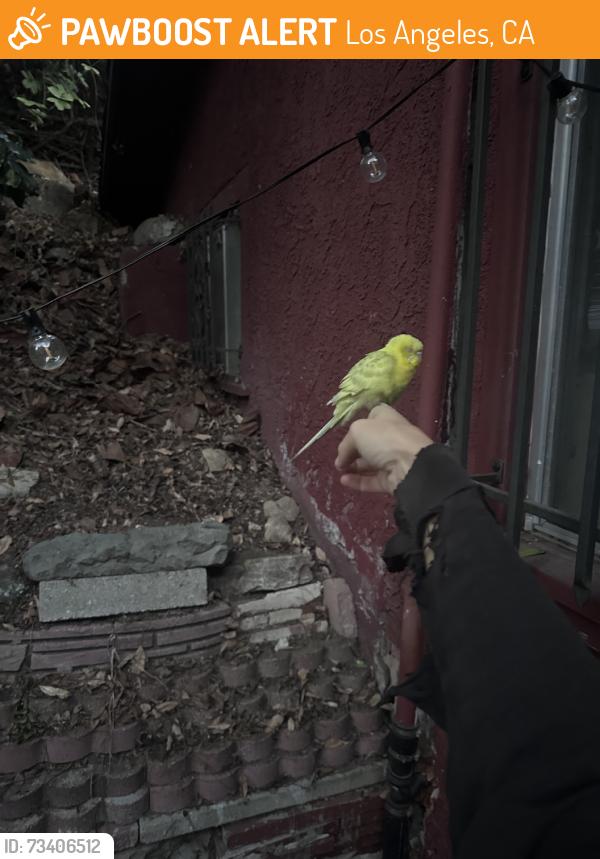 Found/Stray Unknown Bird last seen Berkeley Ave & Coronado, Los Angeles, CA 90026