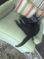 Lost Male Cat last seen Donway west and Lawrence Ave east, Toronto, ON M3C 3L2