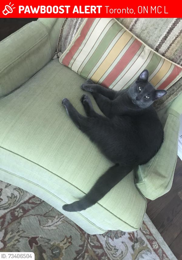 Lost Male Cat last seen Donway west and Lawrence Ave east, Toronto, ON M3C 3L2