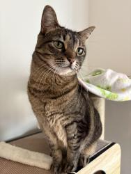 Reunited Female Cat last seen N James St , Near Pier Park, Portland, OR 97203