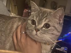 Lost Female Cat last seen Leslie street and Mulock drive, Newmarket, ON 