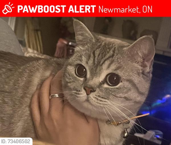 Lost Female Cat last seen Leslie street and Mulock drive, Newmarket, ON 