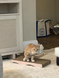 Lost Male Cat last seen Cantrell, Atlanta, GA 30309