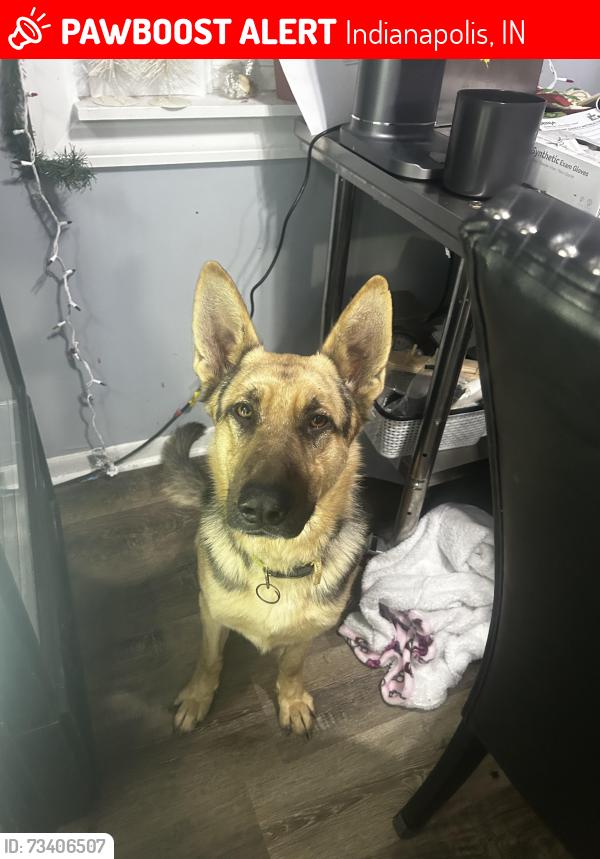 Lost Male Dog last seen Garfield park, S Merdian St, madison Ave, Indianapolis, IN 46225