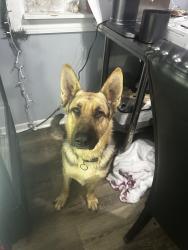 Lost Male Dog last seen Garfield park, S Merdian St, madison Ave, Indianapolis, IN 46225