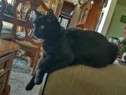 Lost Male Cat last seen Camelot Dr and Mallard, Athens, GA 30606