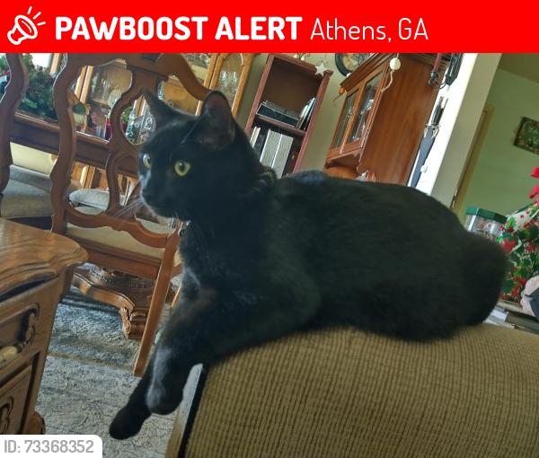 Lost Male Cat last seen Camelot Dr and Mallard, Athens, GA 30606