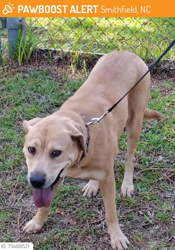 Found/Stray Female Dog last seen Chestnut at Wellons, Smithfield, NC 27577
