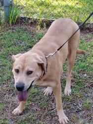 Found/Stray Female Dog last seen Chestnut at Wellons, Smithfield, NC 27577