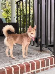 Found/Stray Male Dog last seen Cherry Hill Rd. near Camp Brown Dog, Hollywood, SC 29449