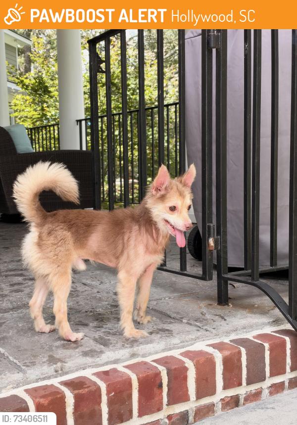 Found/Stray Male Dog last seen Cherry Hill Rd. near Camp Brown Dog, Hollywood, SC 29449