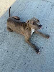 Found/Stray Female Dog last seen Boat club road and Fleming ranch road, Fort Worth, TX 76179