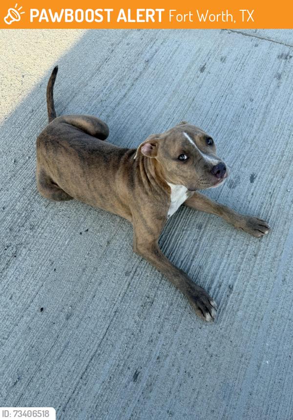 Found/Stray Female Dog last seen Boat club road and Fleming ranch road, Fort Worth, TX 76179