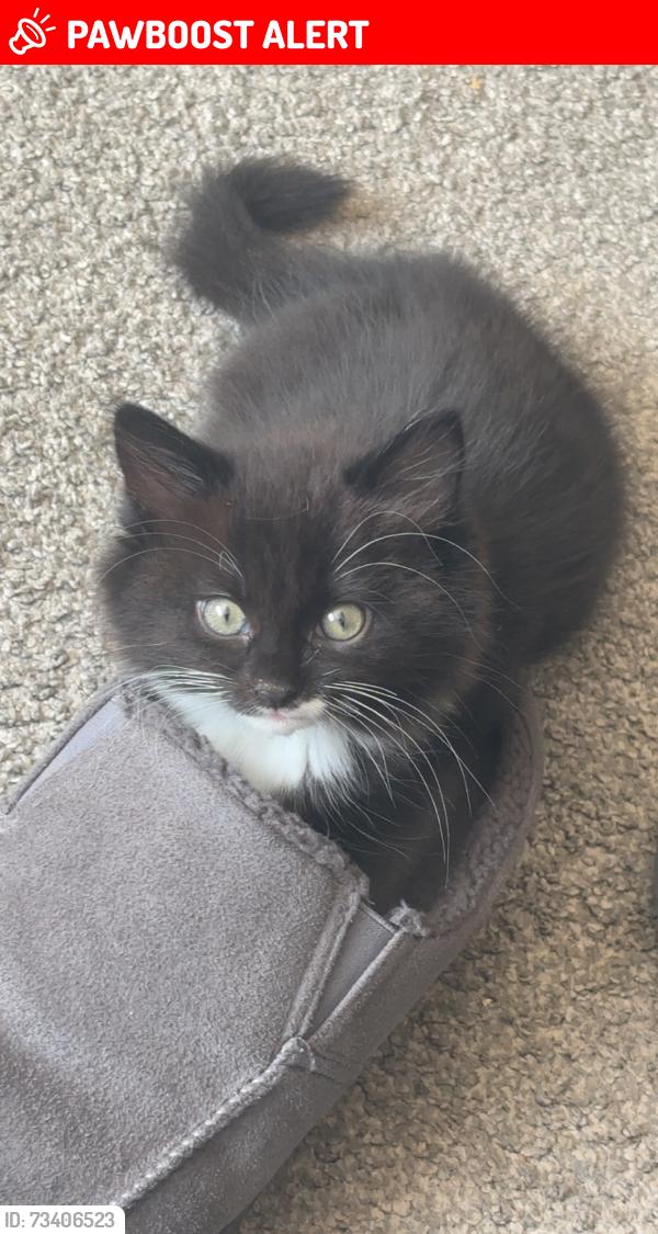 Found/Stray Male Cat last seen Queen street, South Yorkshire, England 
