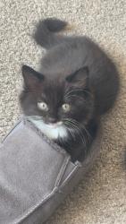 Found/Stray Male Cat last seen Queen street, South Yorkshire, England 