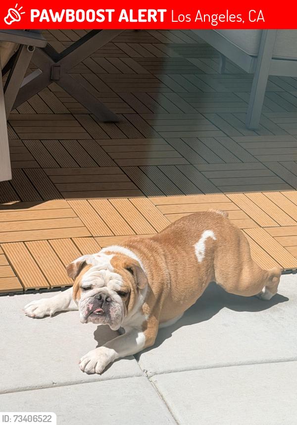 Lost Female Dog last seen Near n Almadale ave, Los Angeles, CA 90032