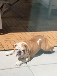 Lost Female Dog last seen Near n Almadale ave, Los Angeles, CA 90032