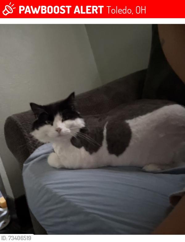 Lost Male Cat last seen Bancroft and upton, Toledo, OH 43606