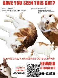Lost Male Cat last seen Newell Stores, Coalisland, Northern Ireland BT71 4LD