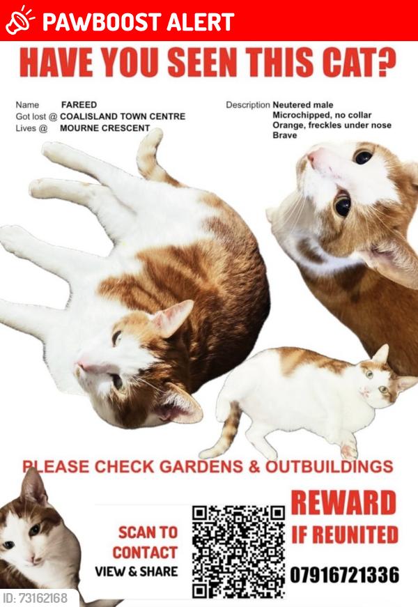 Lost Male Cat last seen Newell Stores, Coalisland, Northern Ireland BT71 4LD