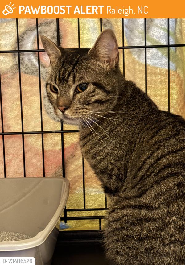Found/Stray Male Cat last seen Lawrence Drive and Sierra Drive, Raleigh, NC 27603