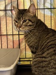 Found/Stray Male Cat last seen Lawrence Drive and Sierra Drive, Raleigh, NC 27603