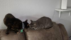 Reunited Female Cat last seen Eleven Hundred Apts (Building 35), Sacramento, CA 95825