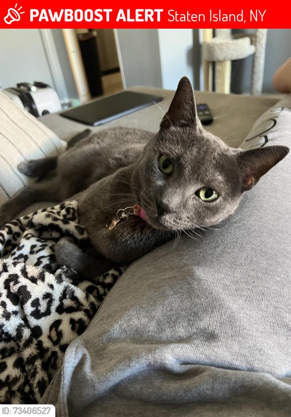Lost Female Cat last seen Mulberry Ave and bowling green, Staten Island, NY 10314