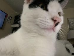 Lost Male Cat last seen Near ne 7th avenue, Pompano Beach, FL 33064