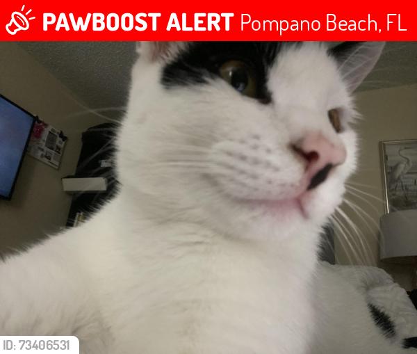 Lost Male Cat last seen Near ne 7th avenue, Pompano Beach, FL 33064