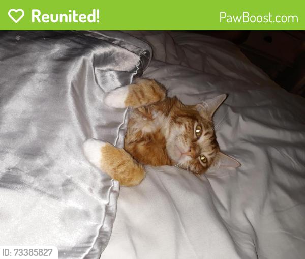 Reunited Male Cat last seen grove ave, Burlingame, CA 94010
