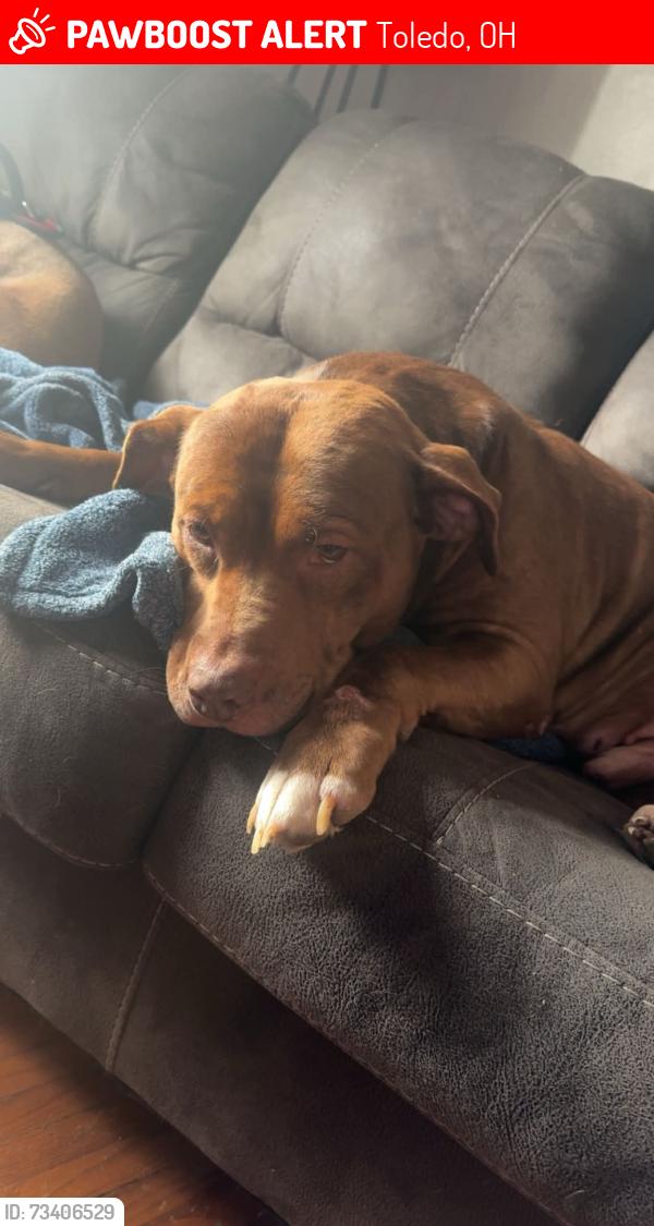 Lost Male Dog last seen Plymouth and navarre, Toledo, OH 43605